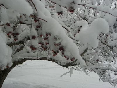 Winter in Edmonton