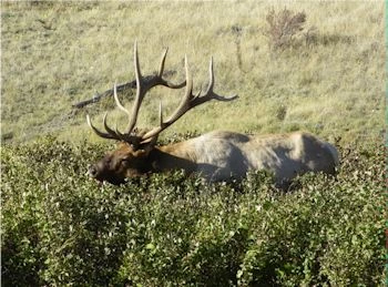 Bull elk