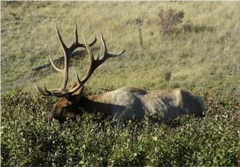 Bull elk