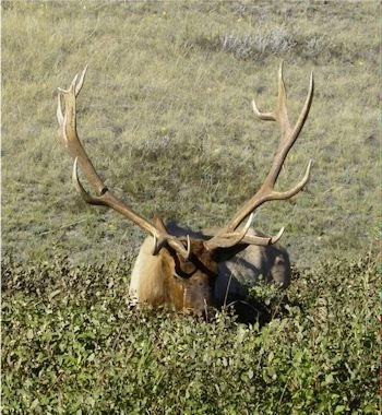 Bull elk