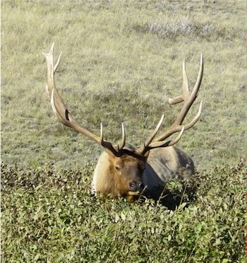 Bull elk