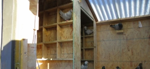 pigeon loft plans
