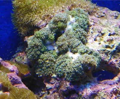 mushroom coral fjioronger